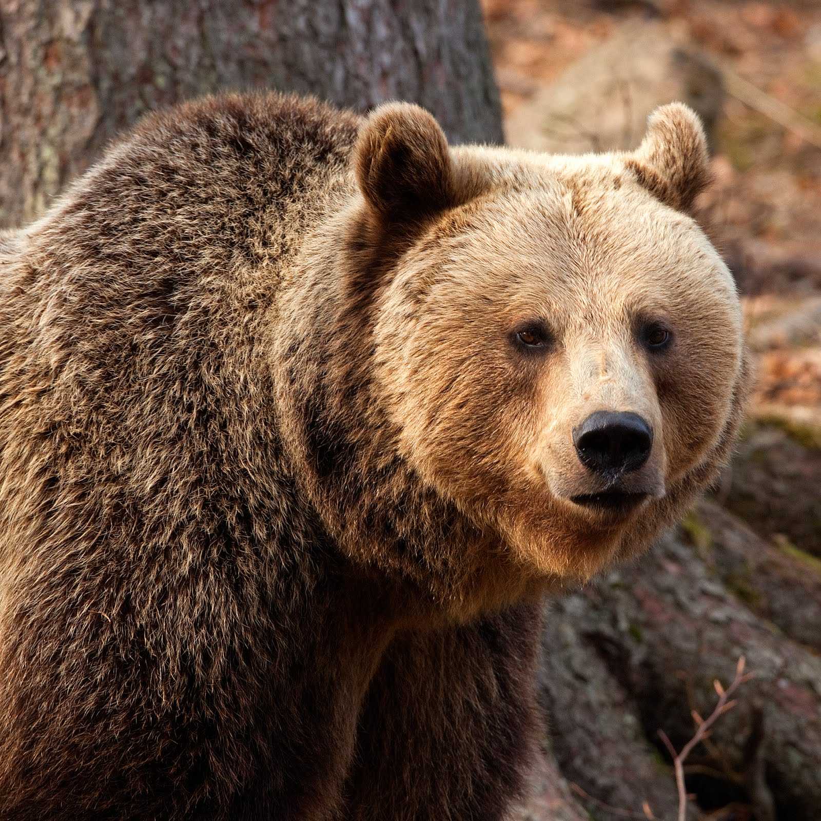 Бурый медведь порядок. Тяньшманский бурый медведь. Калифорнийский бурый медведь. Млекопитающие медведь бурый. Иберийский бурый медведь.