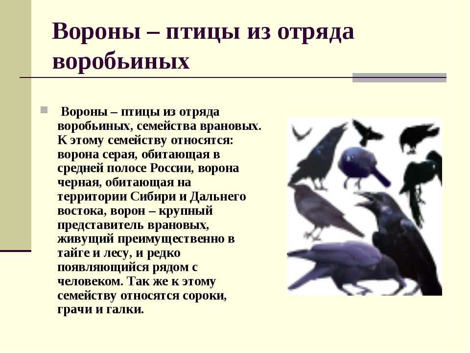 Ворона птица. описание, особенности, образ жизни и среда обитания вороны