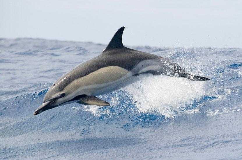 Черноморский дельфин-белобочка