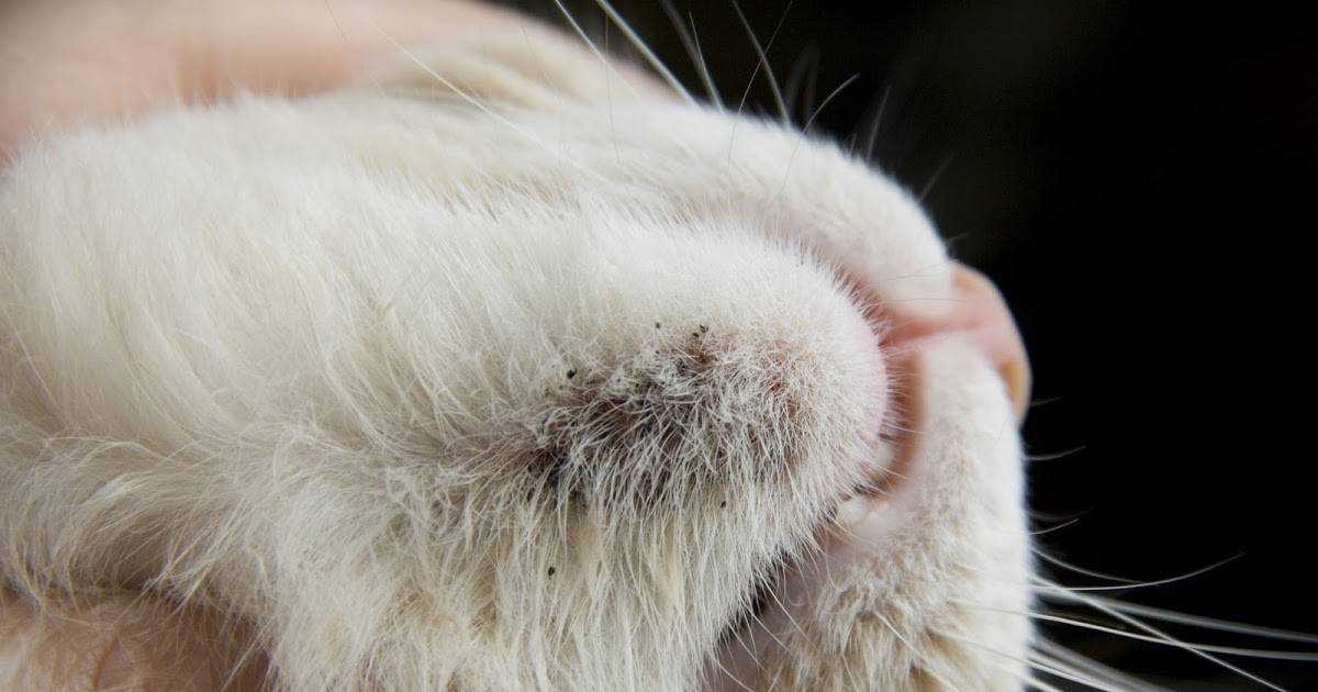 Болезни кожи у кошек. как проявляются и чем лечить, диагностика +фото и видео