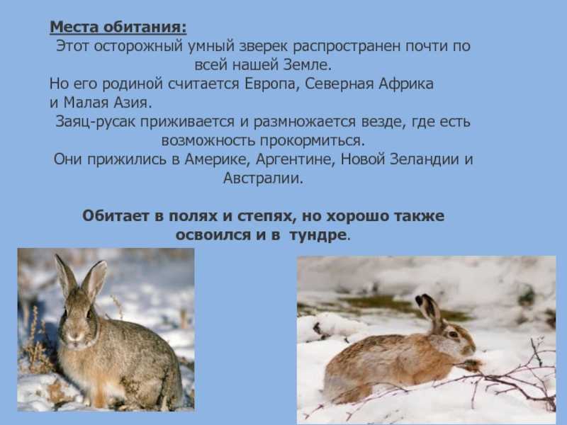 Заяц-беляк. особенности и среда обитания зайца-беляка | животный мир