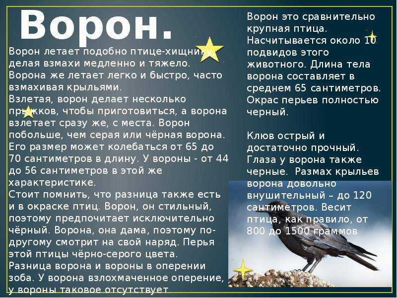 Серая ворона (corvus cornix) - описание, поведение, содержание в доме