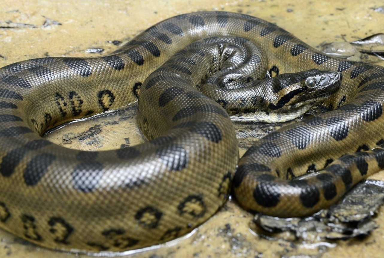 10 самых красивых змей планеты