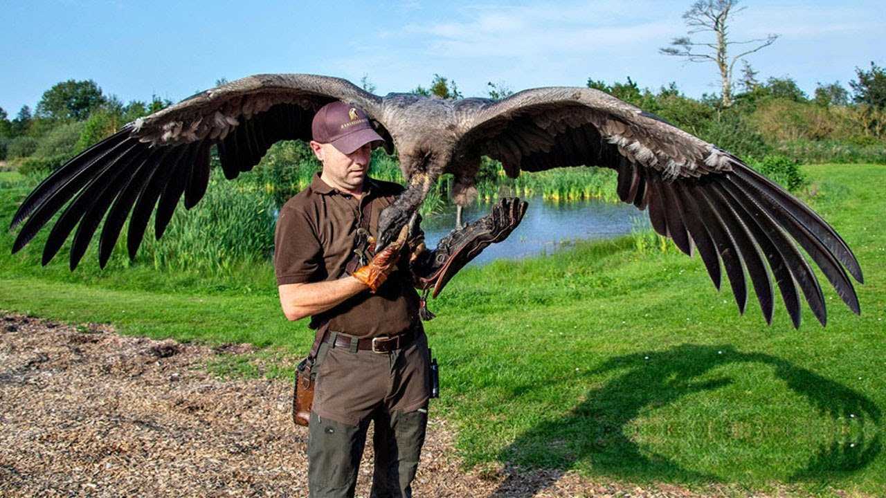 Самая крупная летающая птица в мире: фото и названия