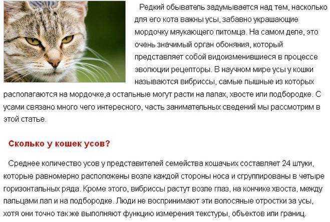 Почему у котенка ломаются усы и что с этим делать: причина явления и способы борьбы