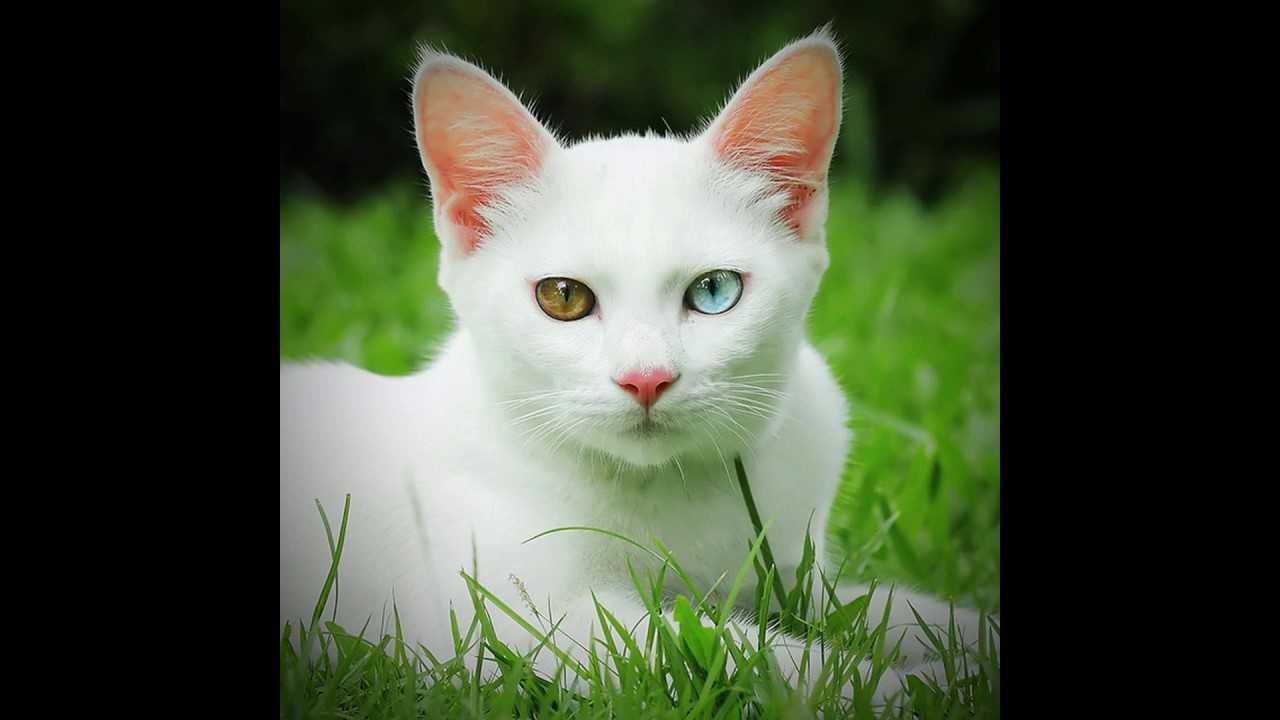Као-мани (khao manee) порода кошек: (diamond eye cat)