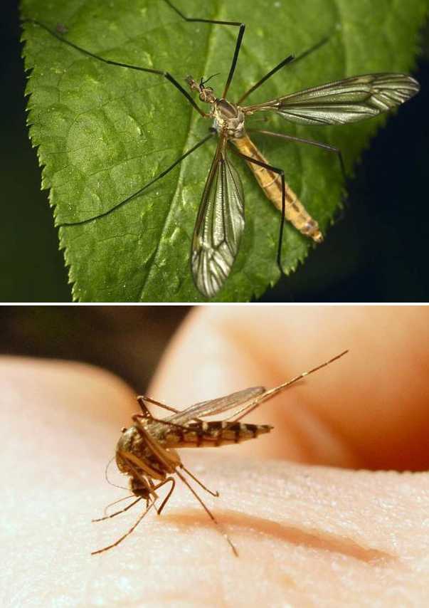 Укус комара. симптомы, лечение и средства защиты от комаров | медицина на "добро есть!"