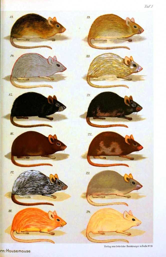 Породы и виды декоративных крыс