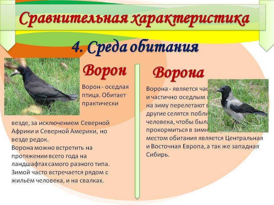 Сравнение птиц 3 класс. Ворона среда обитания. Место обитания вороны. Среда обитания ворон. Приспособления ворона.