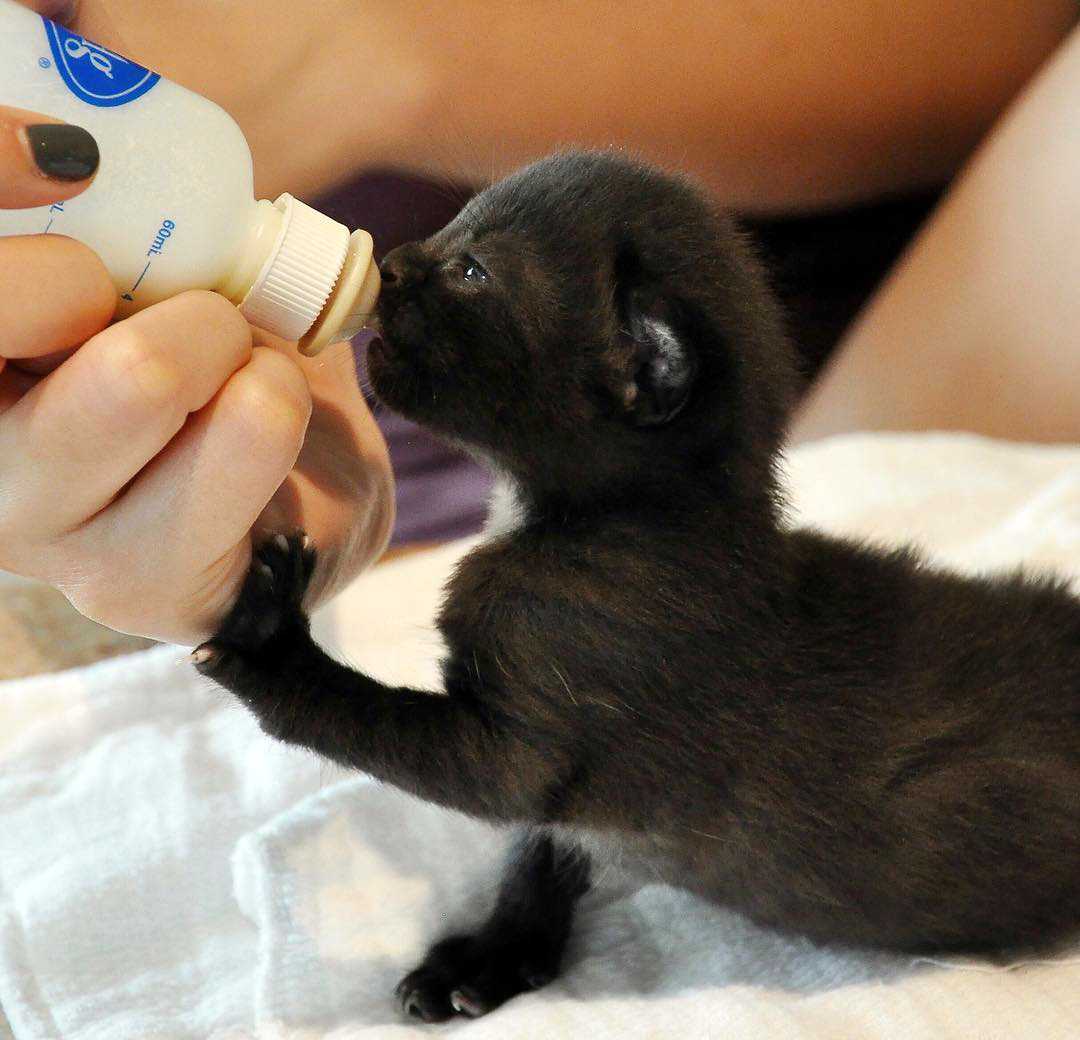 Как выходить новорожденного котенка без кошки? чем кормить, как ухаживать за новорожденным котенком?