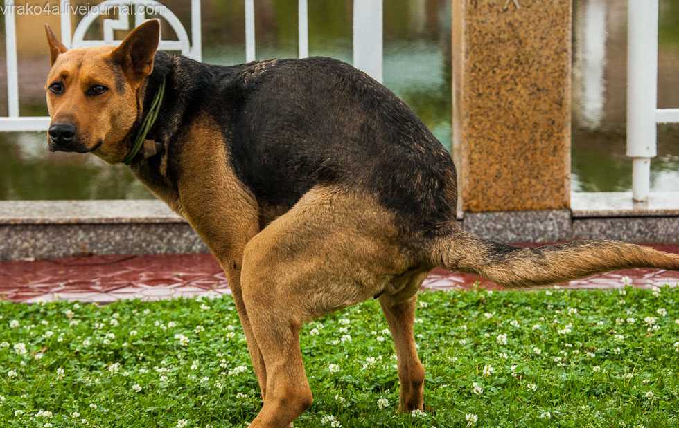 Синдром короткого позвоночника у собак