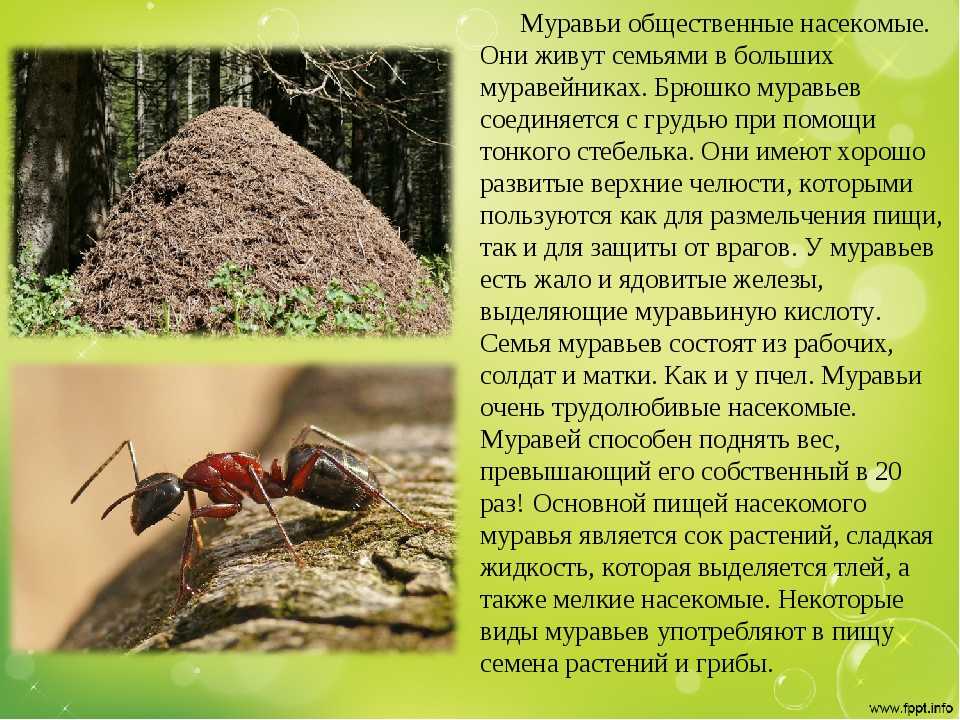 Виды муравьев: краткая характеристика насекомых, обитающих в россии