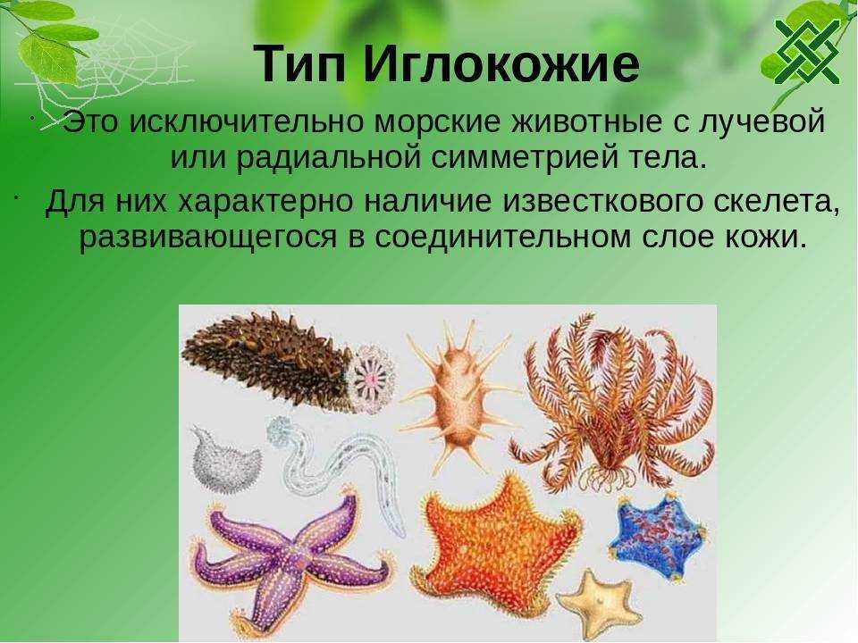 Лучевая симметрия моллюсков. Иглокожие представители 3 класс. Царство иглокожие. Царство животных, иглокожие. Морские иглокожие.