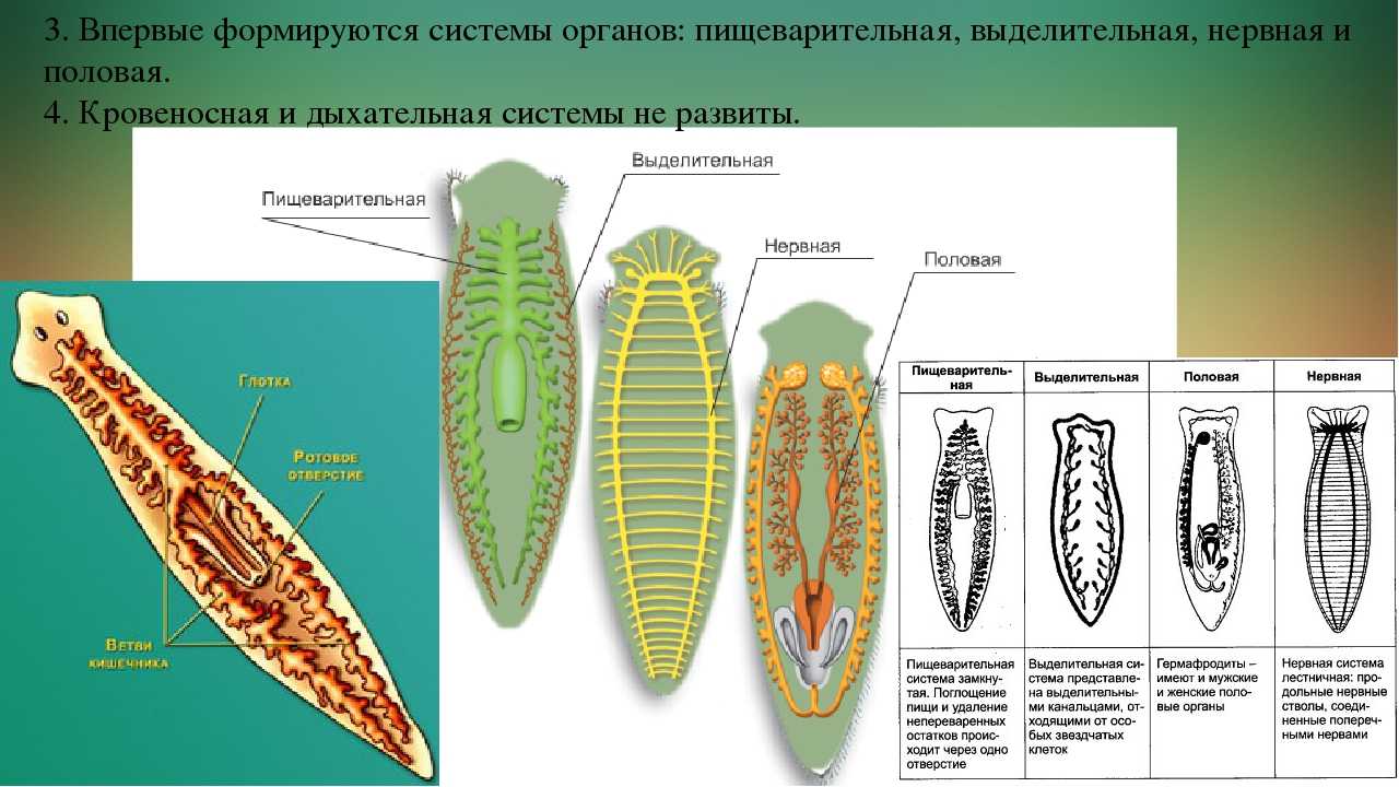 Тип плоские черви – общая характеристика, внутренне и внешнее строение, системы органов и значение в природе