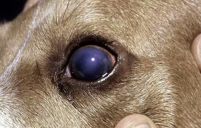 Признаки сотрясения мозга у собаки и что делать