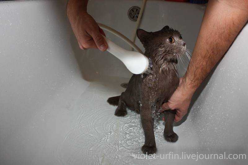 Можно ли мыть котенка в 2 месяца. когда можно купать котенка первый раз.