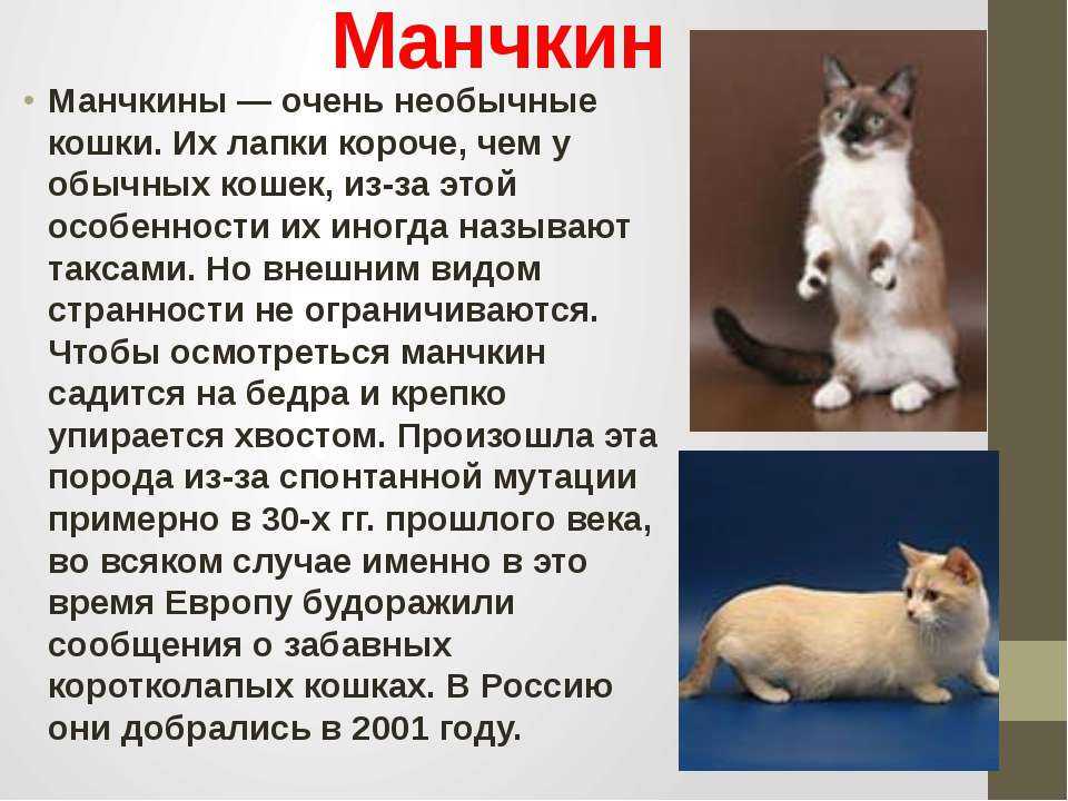 Сибирская кошка: фото, описание породы, содержание, уход, чем кормить | zoosecrets