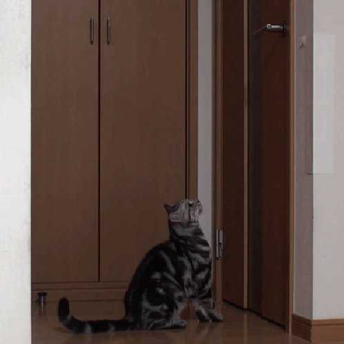 Кошка скребет и открывает дверь в комнату постоянно, как отучить?
