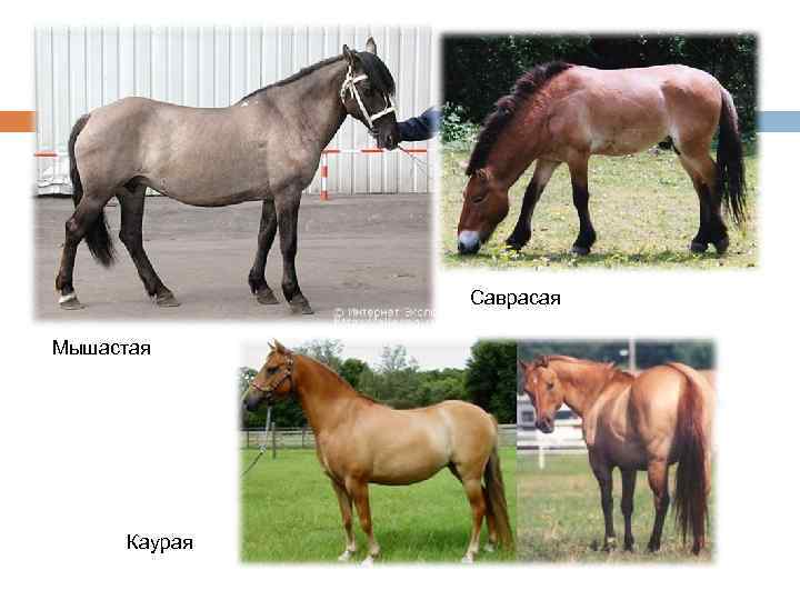 Верховые породы лошадей: какую лучше выбрать | огородники