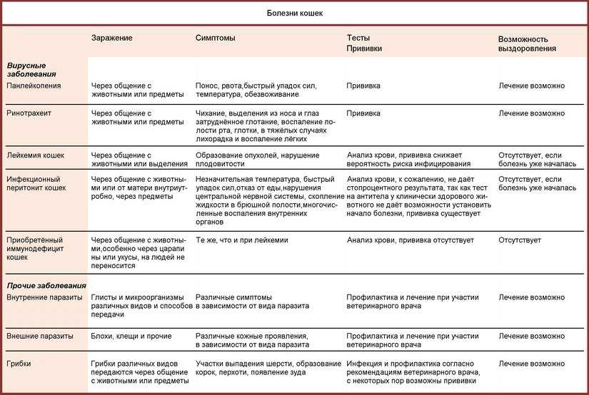 Схема лечения цистита у кота