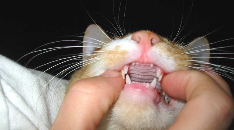 Сколько зубов у кошки: система строения и особенности
