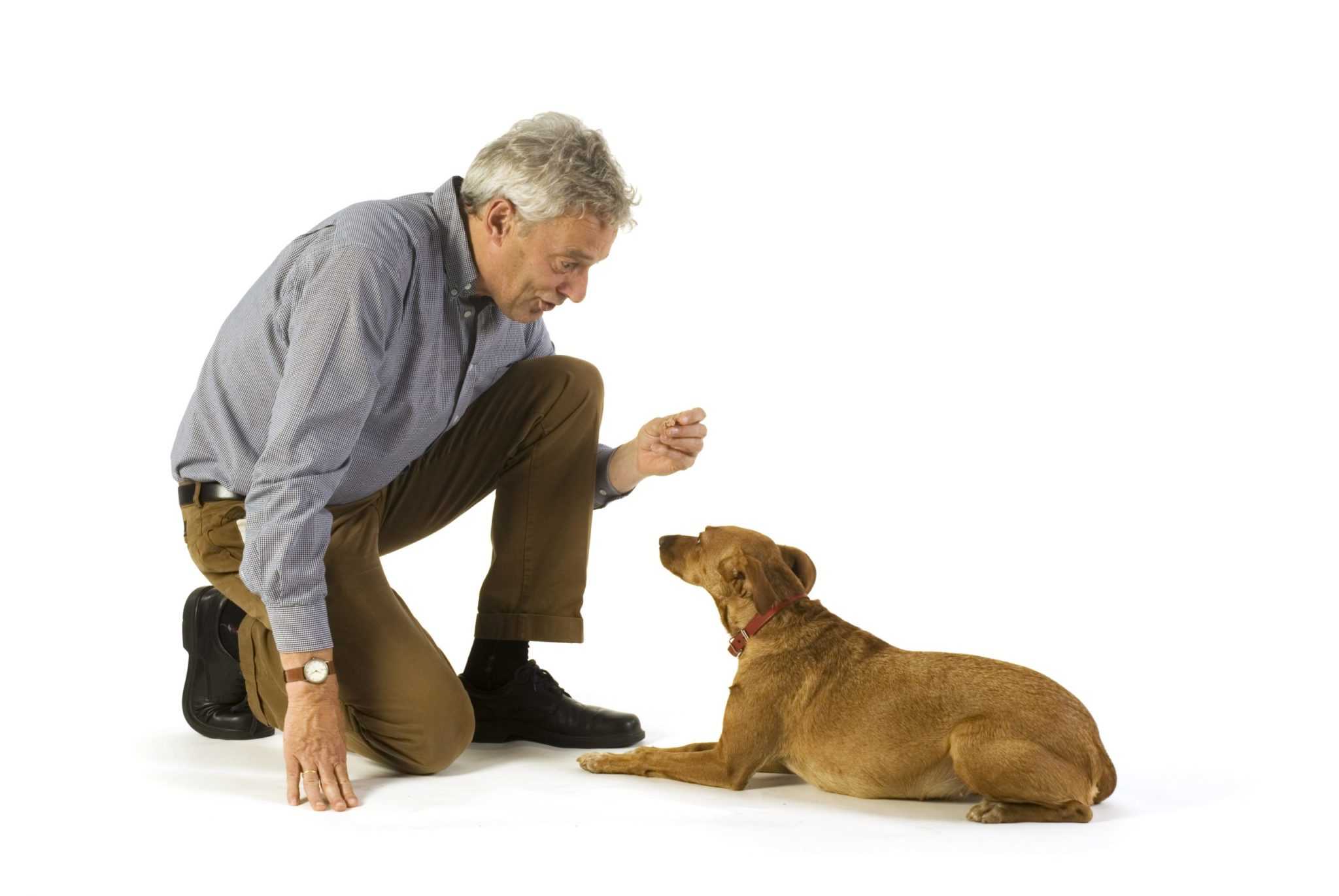 Зоопсихолог — о неисправимых собаках и гуманном воспитании