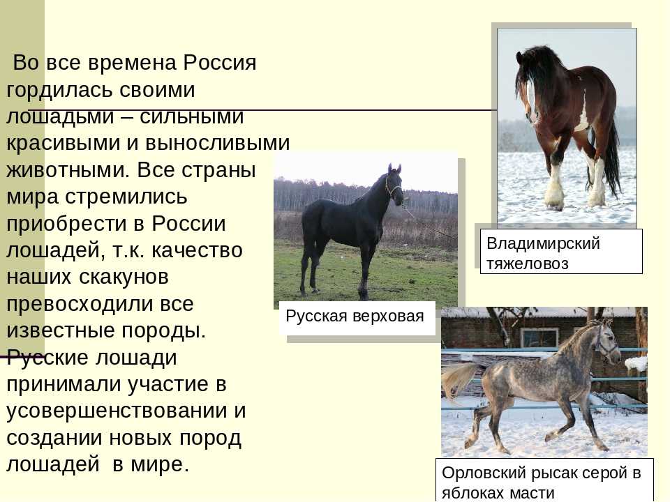 Чистокровные породы лошадей: особенности, характеристики