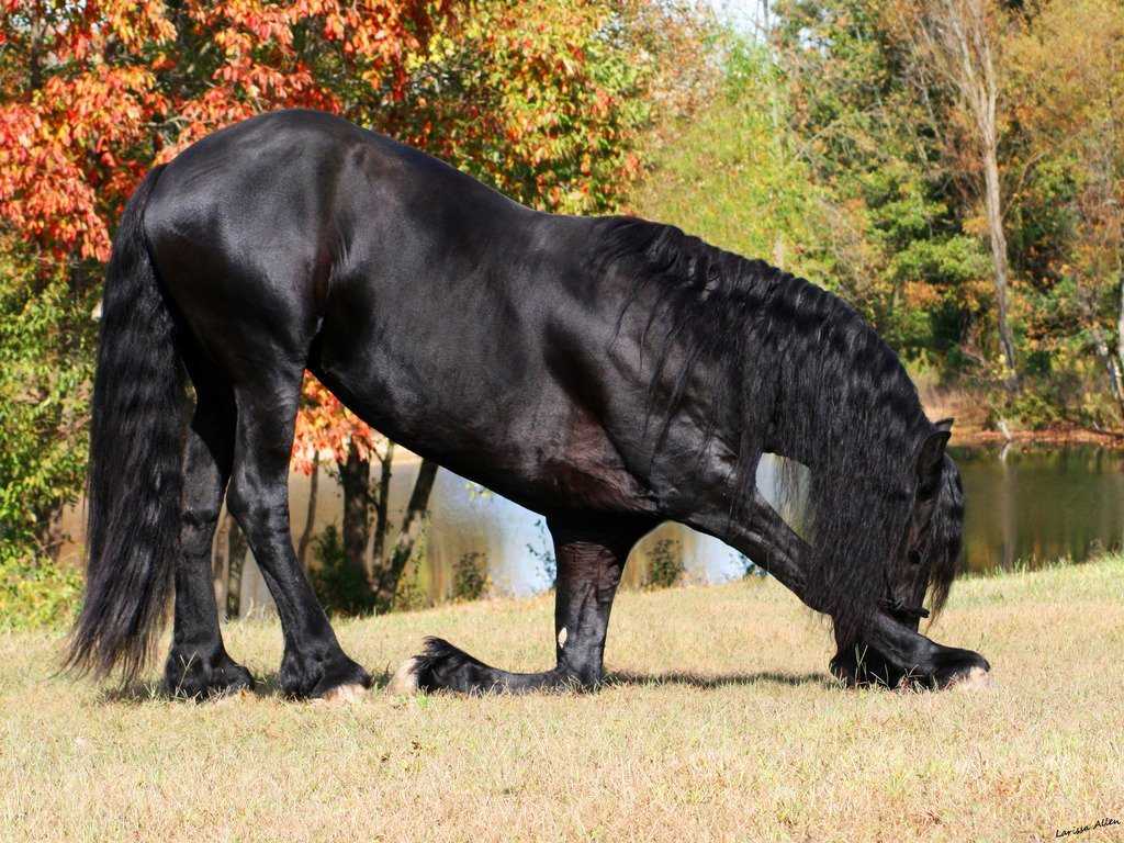 Чистокровная верховая лошадь (английская скаковая): характеристика породы, экстерьер, фото