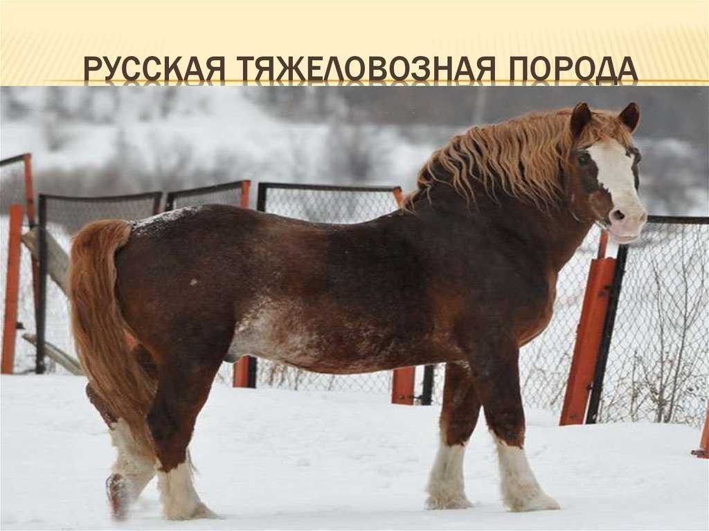 Орловский рысак (орловская рысистая) старейшия в россии порода лошадей