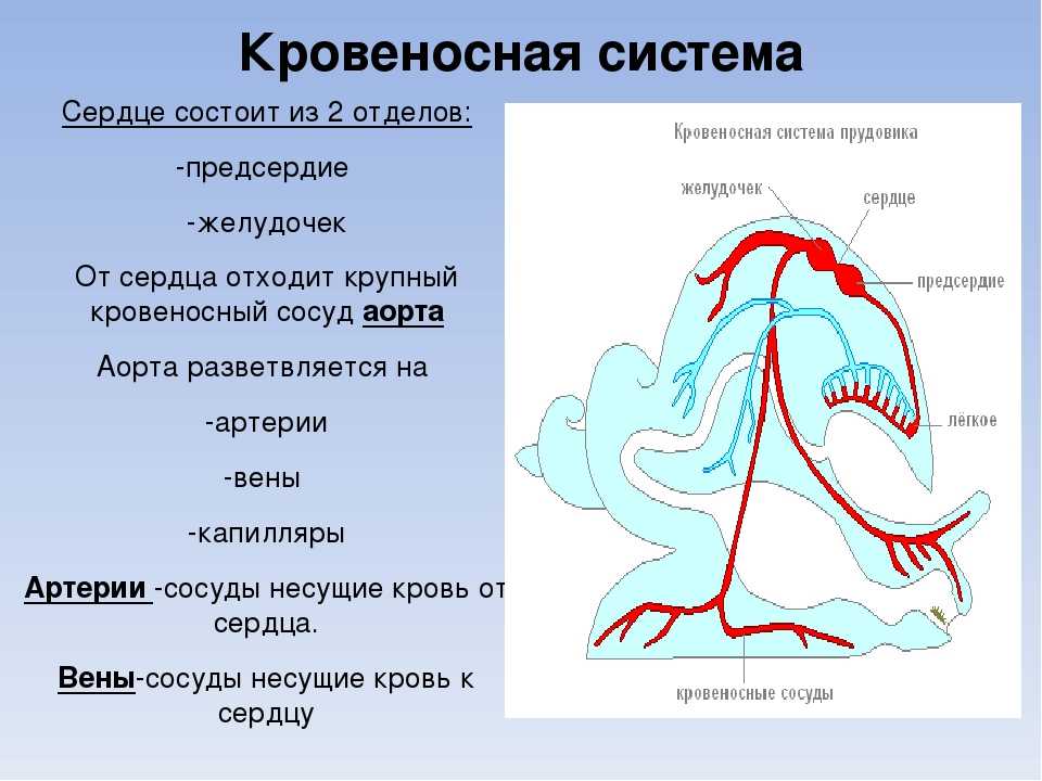 Малакология на сайте игоря гаршина. наука о моллюсках. конхология