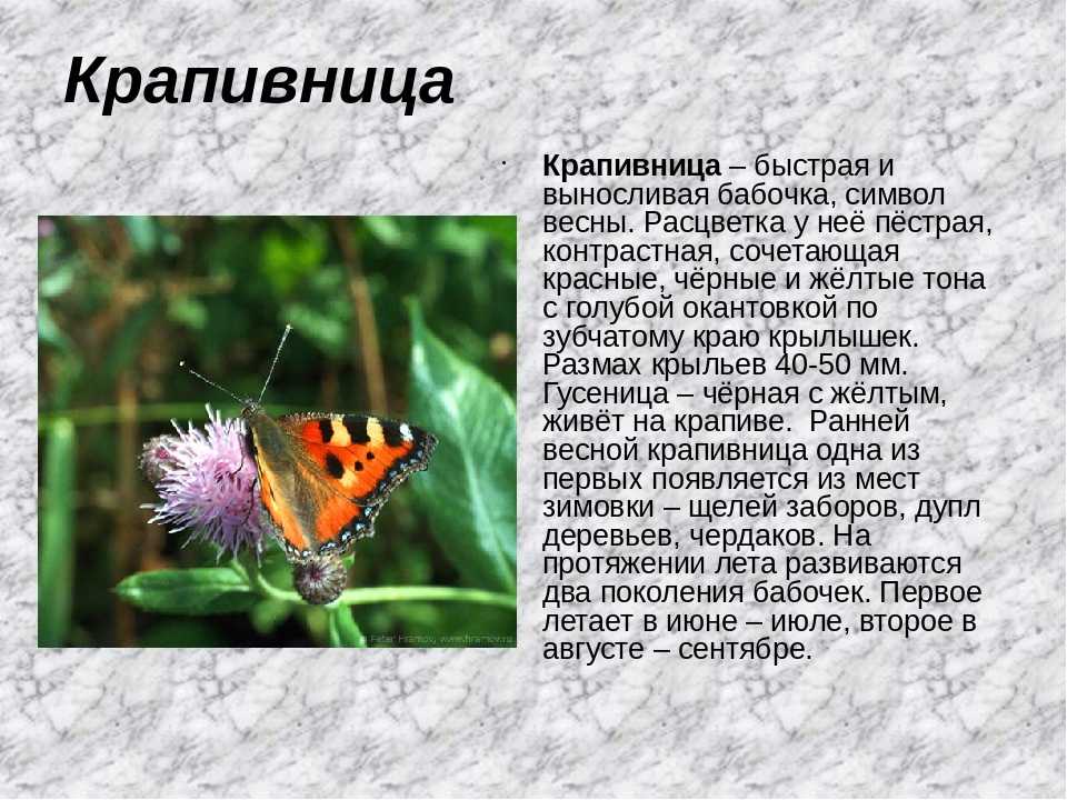 Доклад о бабочках 2 класс, окружающий мир