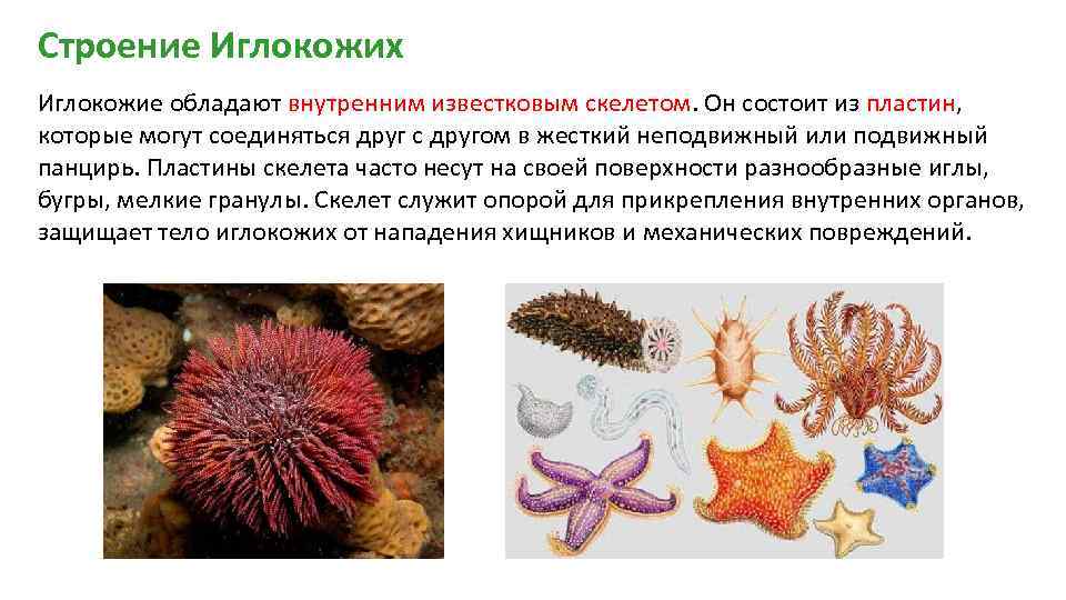 Тип иглокожие (echinodermata): общая характеристика - подводный мир