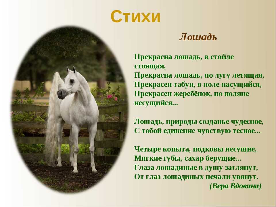 Лошадь красивые слова. Стихи про лошадей. Стих про коня. Стихотворение про лошадь. Стихи про лошадей красивые.