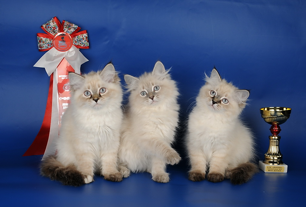 Почему так привлекательна невская маскарадная порода - мир кошек