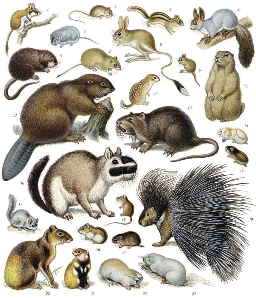 Отряд грызуны - представители млекопитающих грызунов, список с фото | семейство грызунов