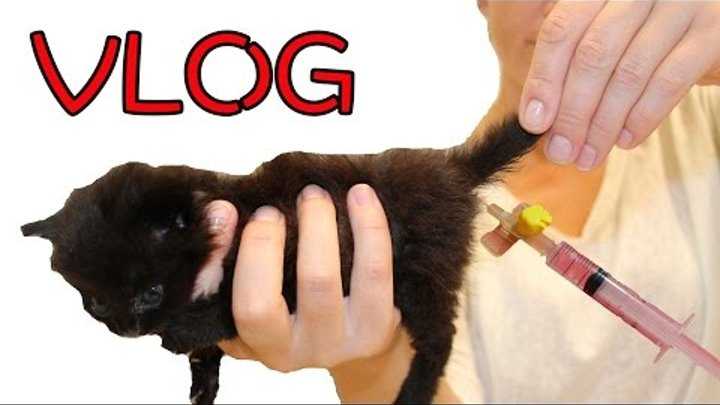 Как сделать и поставить клизму кошке в домашних условиях: видео