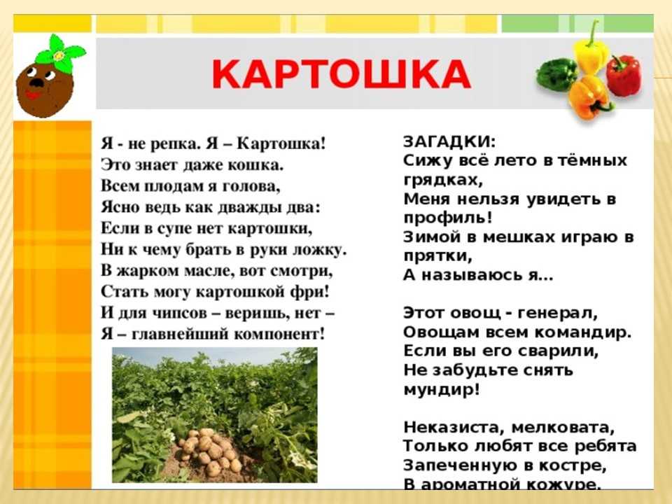 Частушки про блюда из картошки