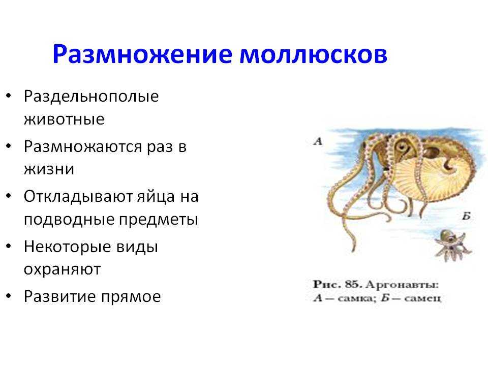 Моллюски, мягкотелые. тип: mollusca = моллюски, мягкотелые. головоногие моллюски (cephalopoda)