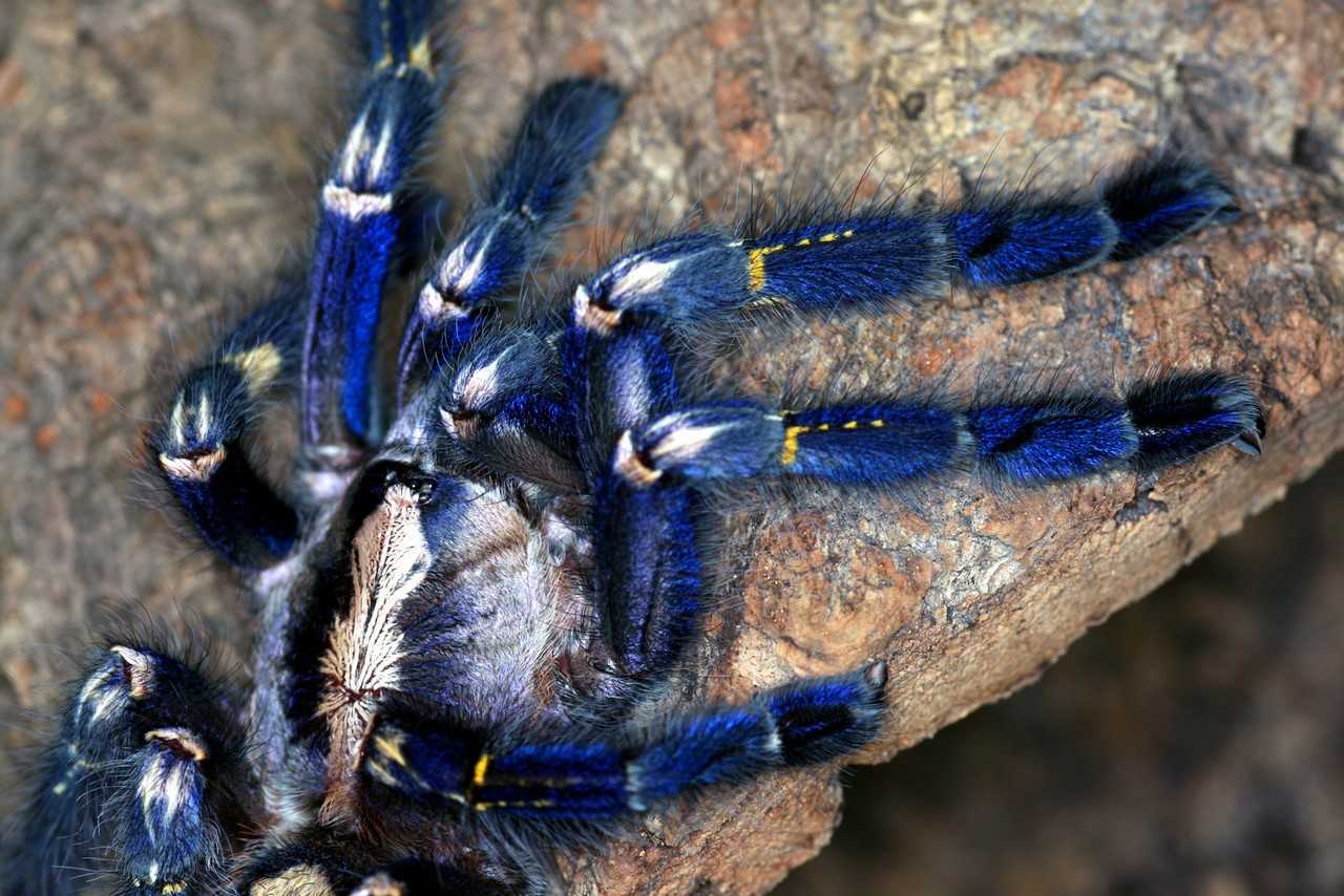 Среди пауков существуют и такие, чьей красотой восхитится даже самый яростный арахнофоб