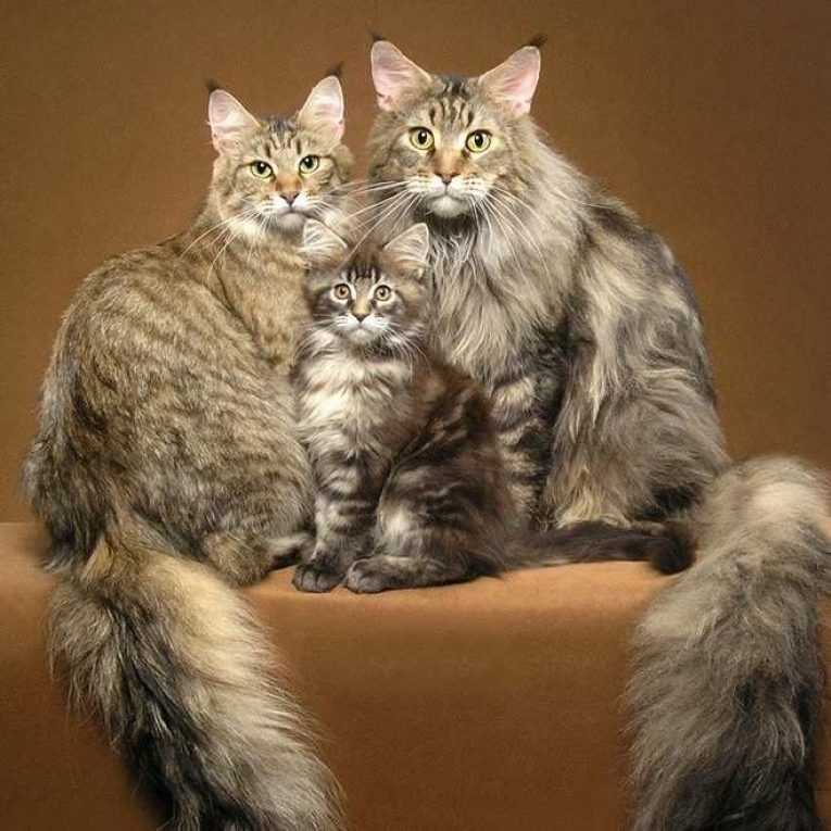 Порода кошки абиссинская кошка: характеристики, фото, характер, правила ухода и содержания - petstory