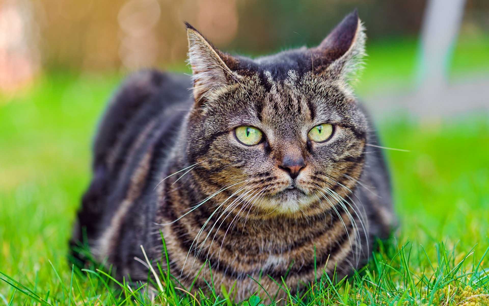 Почему нельзя смотреть кошке в глаза: мифы, приметы и научное объяснение