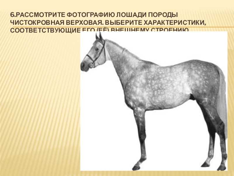 Формирование и особенности пород верховых лошадей