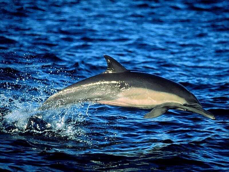 Самые красивые виды дельфинов