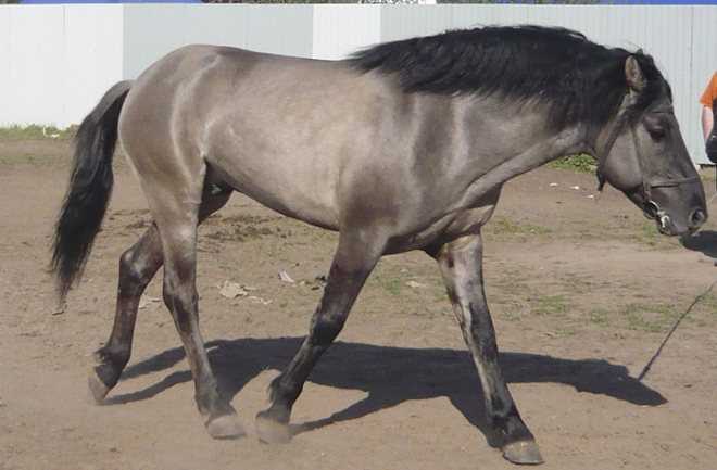 Породы лошадей с описанием и фотографиями. редкие, спортивные и упряжные