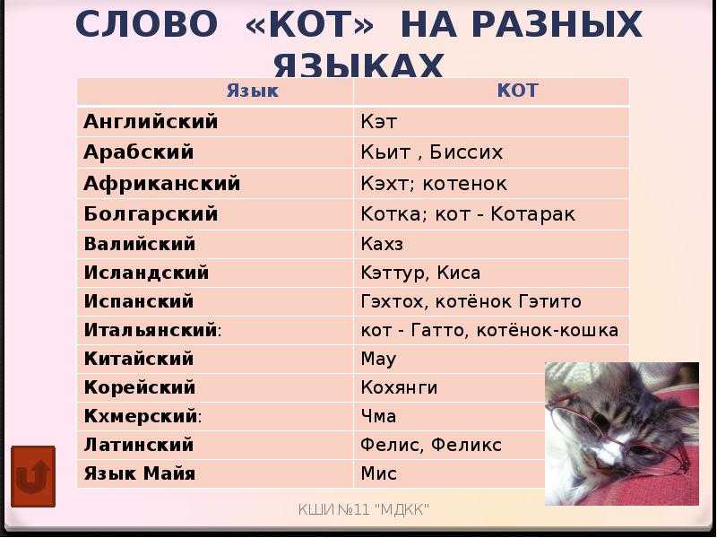 ᐉ клички для котят-мальчиков по алфавиту - ➡ motildazoo.ru