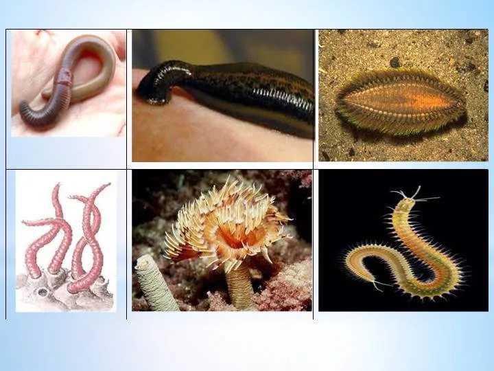 Кольчатые черви, или кольчецы, или аннелиды Annelida