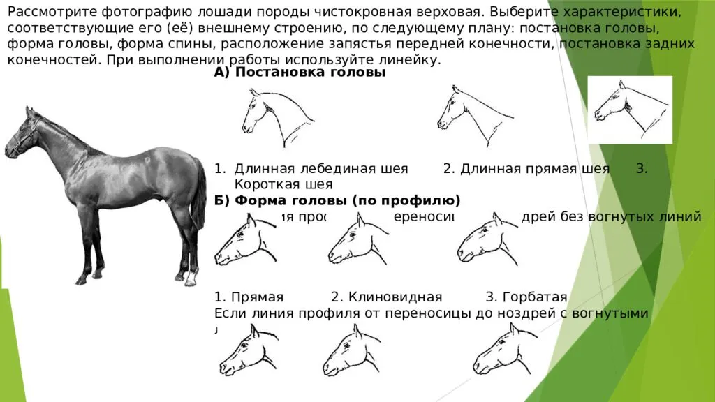 Научная библиотека — рефераты — рысистые породы лошадей