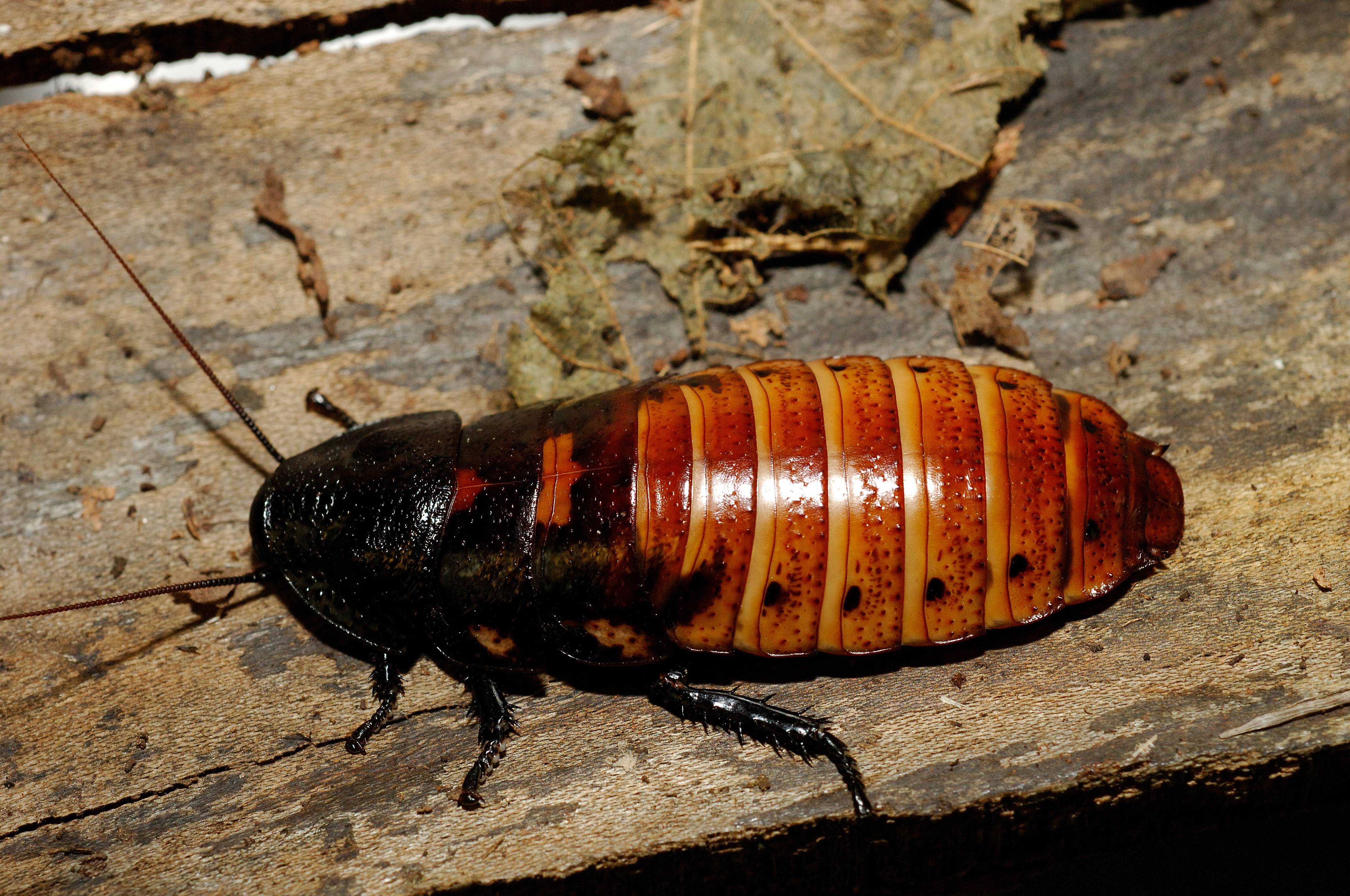 Мраморные тараканы (nauphoeta cinerea): описание, условия содержания в домашних условия