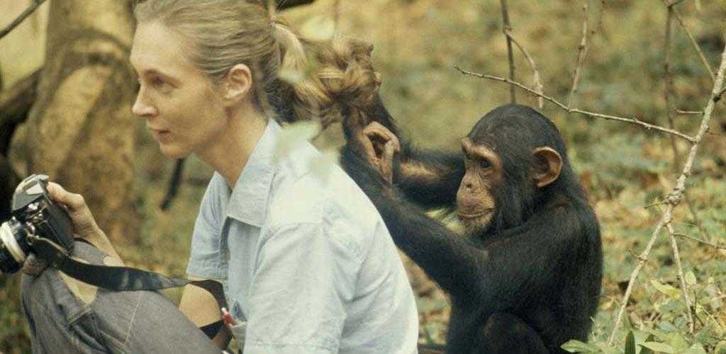 Воспитание шимпанзе в приемной семье. о чем рассказали «говорящие» обезьяны [способны ли высшие животные оперировать символами?]