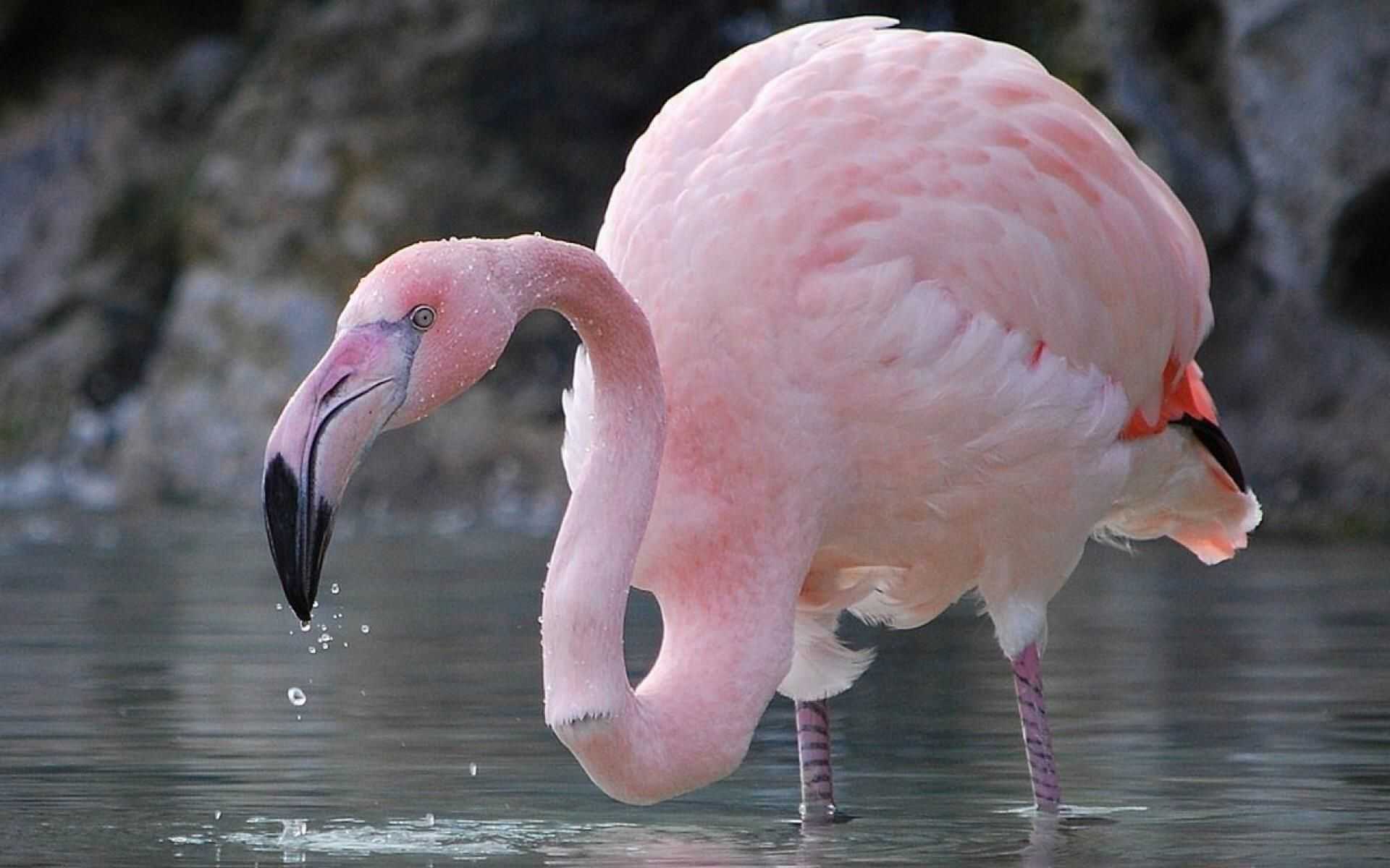 Розовый фламинго. образ жизни и среда обитания розового фламинго